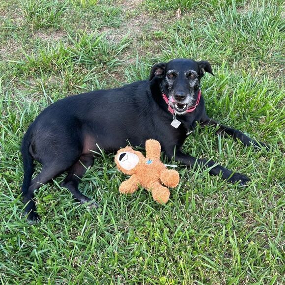 Letβsβdo it again!! DOGS VS CATS! Bring your funny, odd, weird items!! - Picture 6 of 7